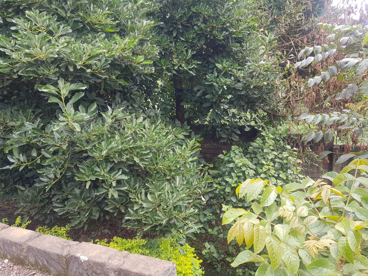 Kitisuru half acre Land For sale with 2 bedroom house and 3300 sq ft Foundation plus basement @50M ONLY Wow