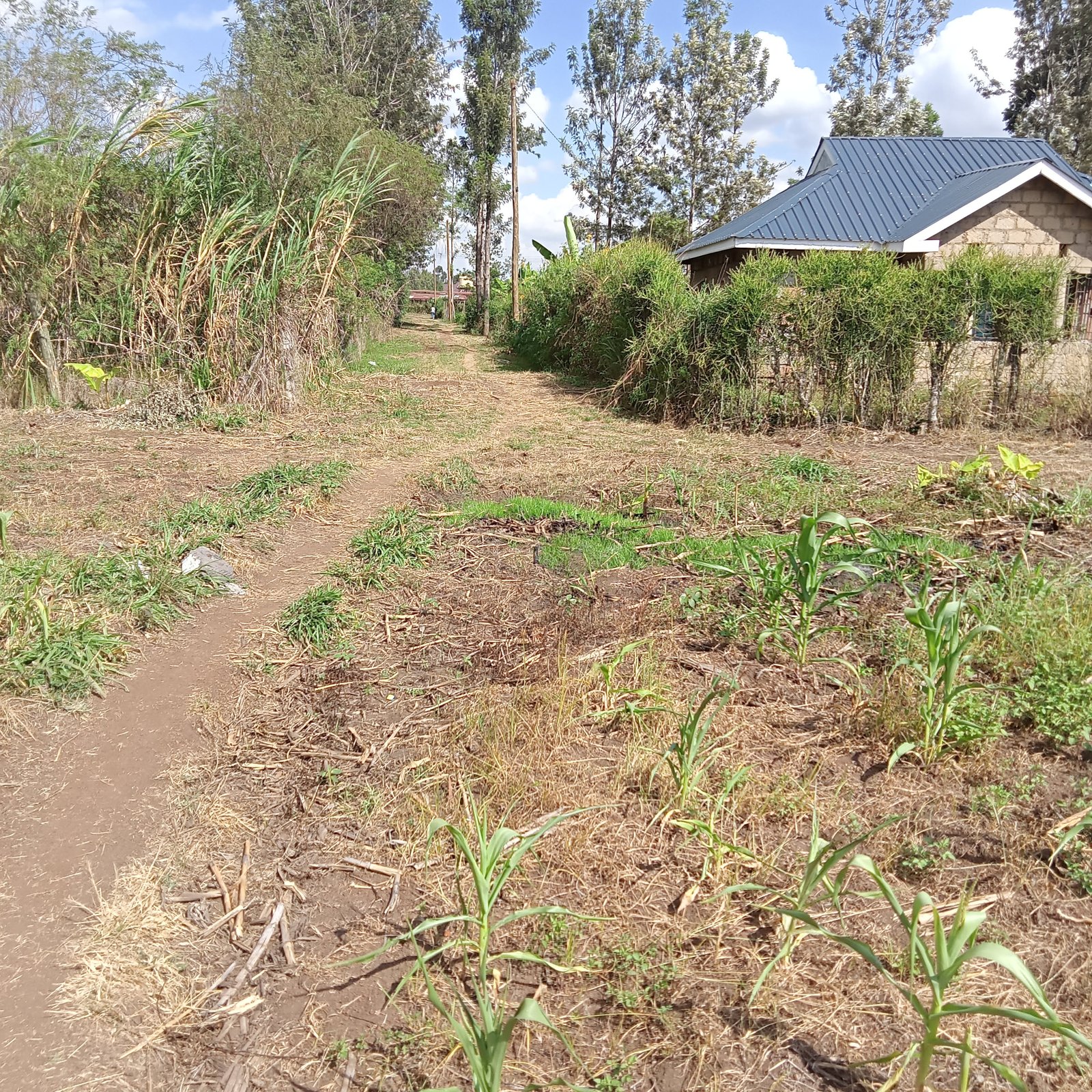 40*80ft plots at Kenol at Kshs 1.3M in Murang'a county