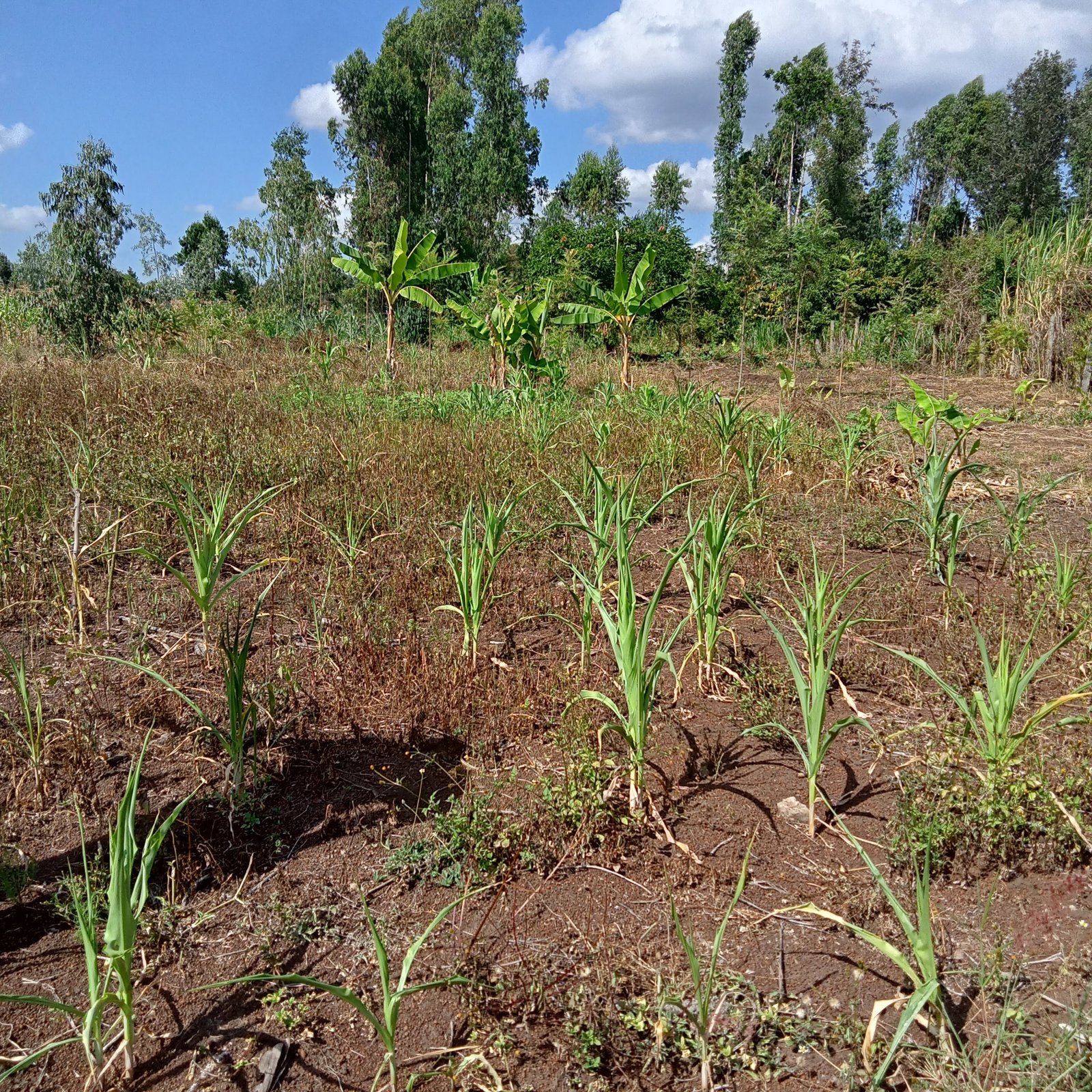 40*80ft plots at Kenol at Kshs 1.3M in Murang'a county