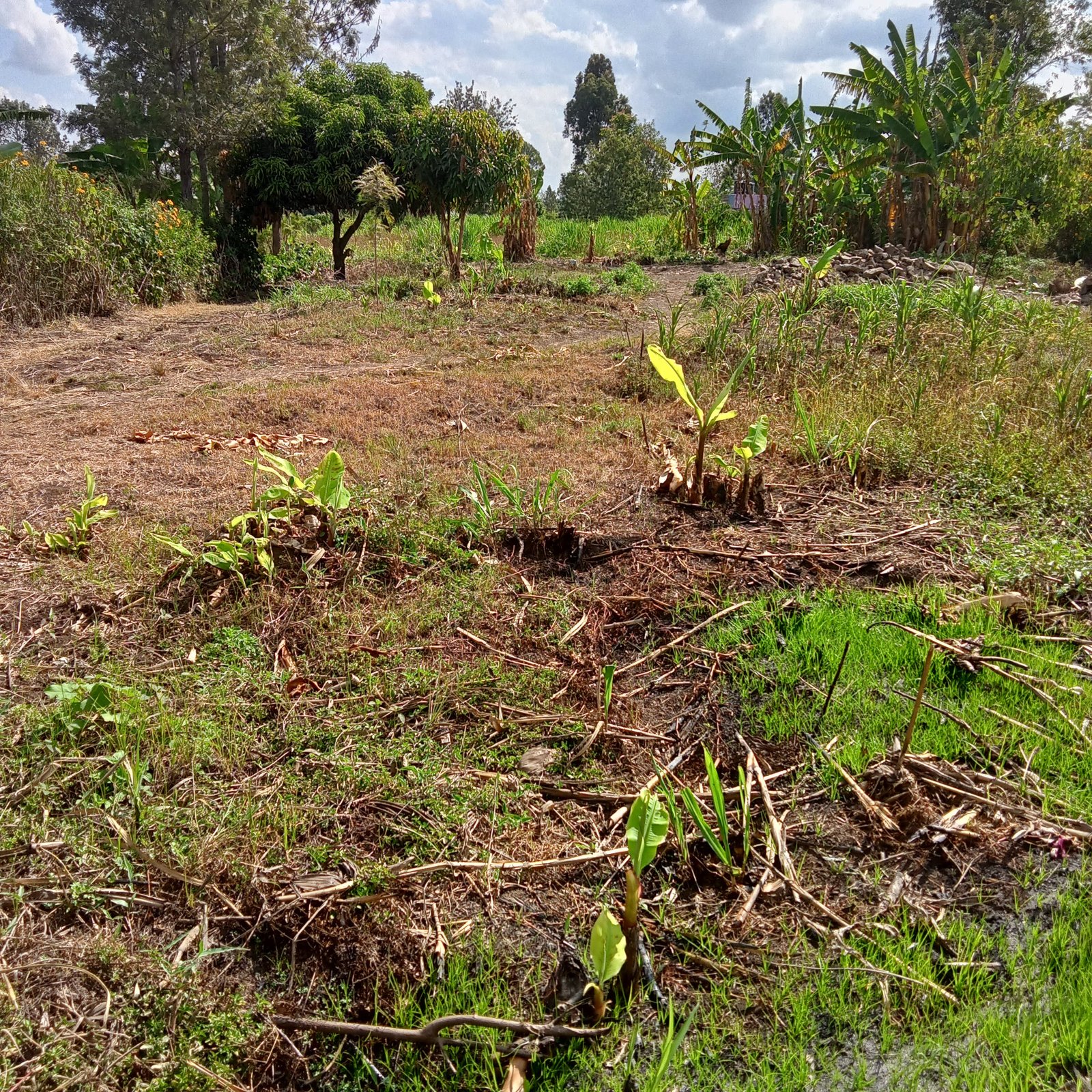 40*80ft plots at Kenol at Kshs 1.3M in Murang'a county