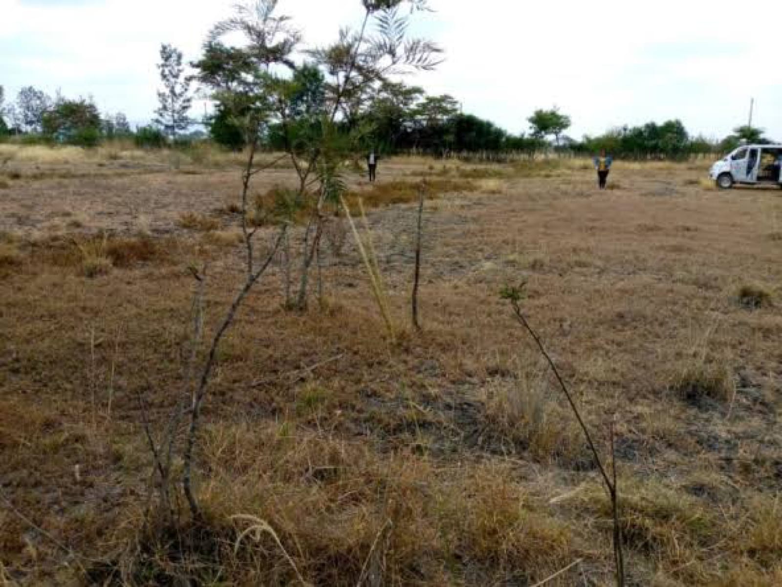 Plots for Sale in Juja Farm 50 by 100 Clean Ready Tittle Deed Fenced Water Tarmac etc