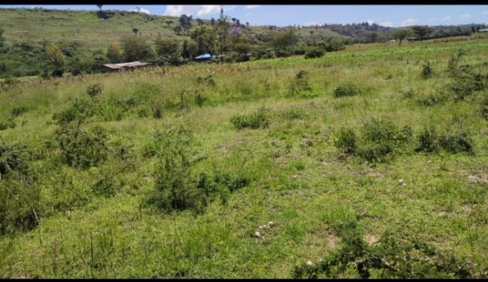 Land For Sale Real Estate-1/2 Acre Meririshwa Mbaruk Clean Tittle Deed  Cheapest! 3