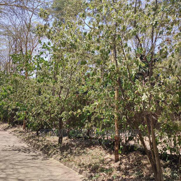 Karen land for sale Two one acre plots Hardy Masai West Road Ready Title Deed 🔥🔥