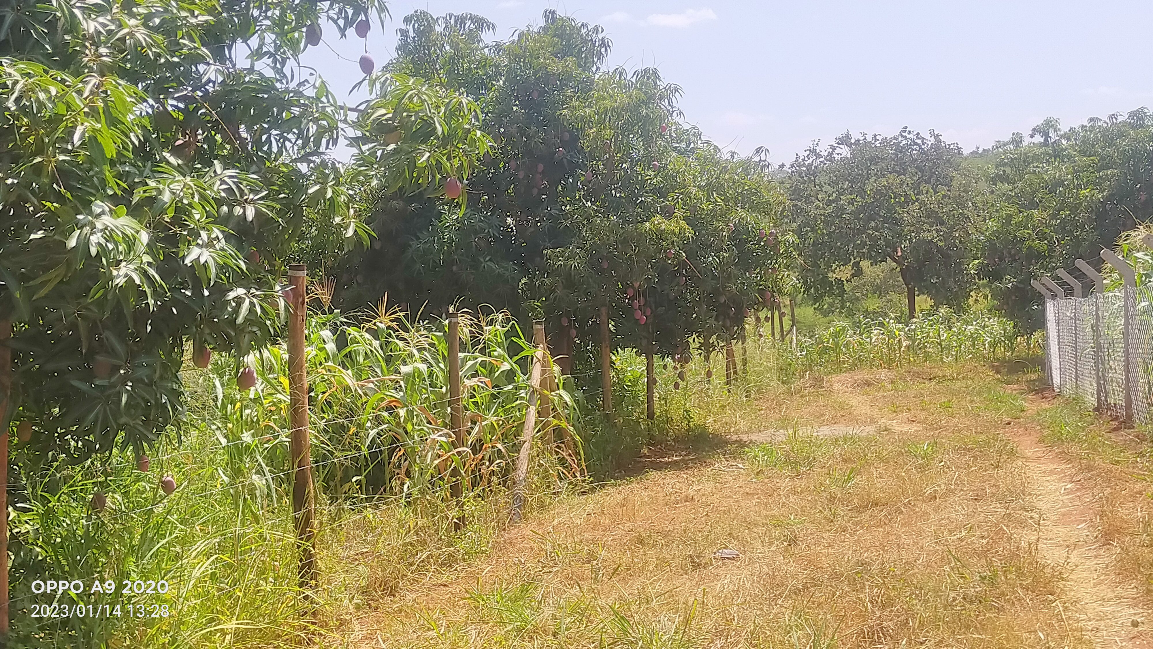 Kwa samaki plots