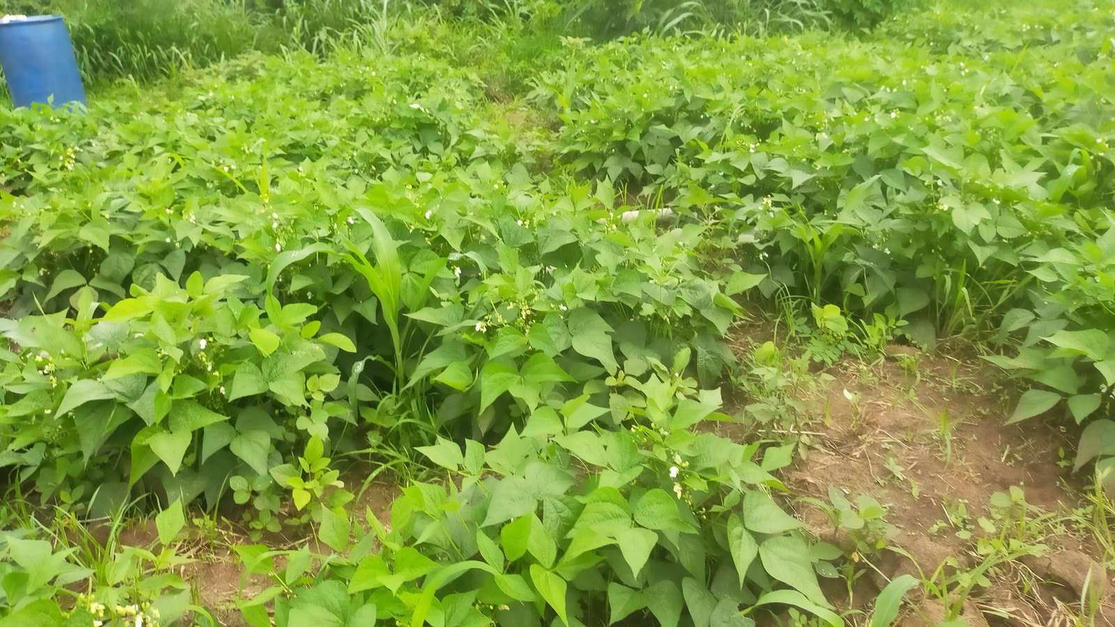 Kwa samaki plots