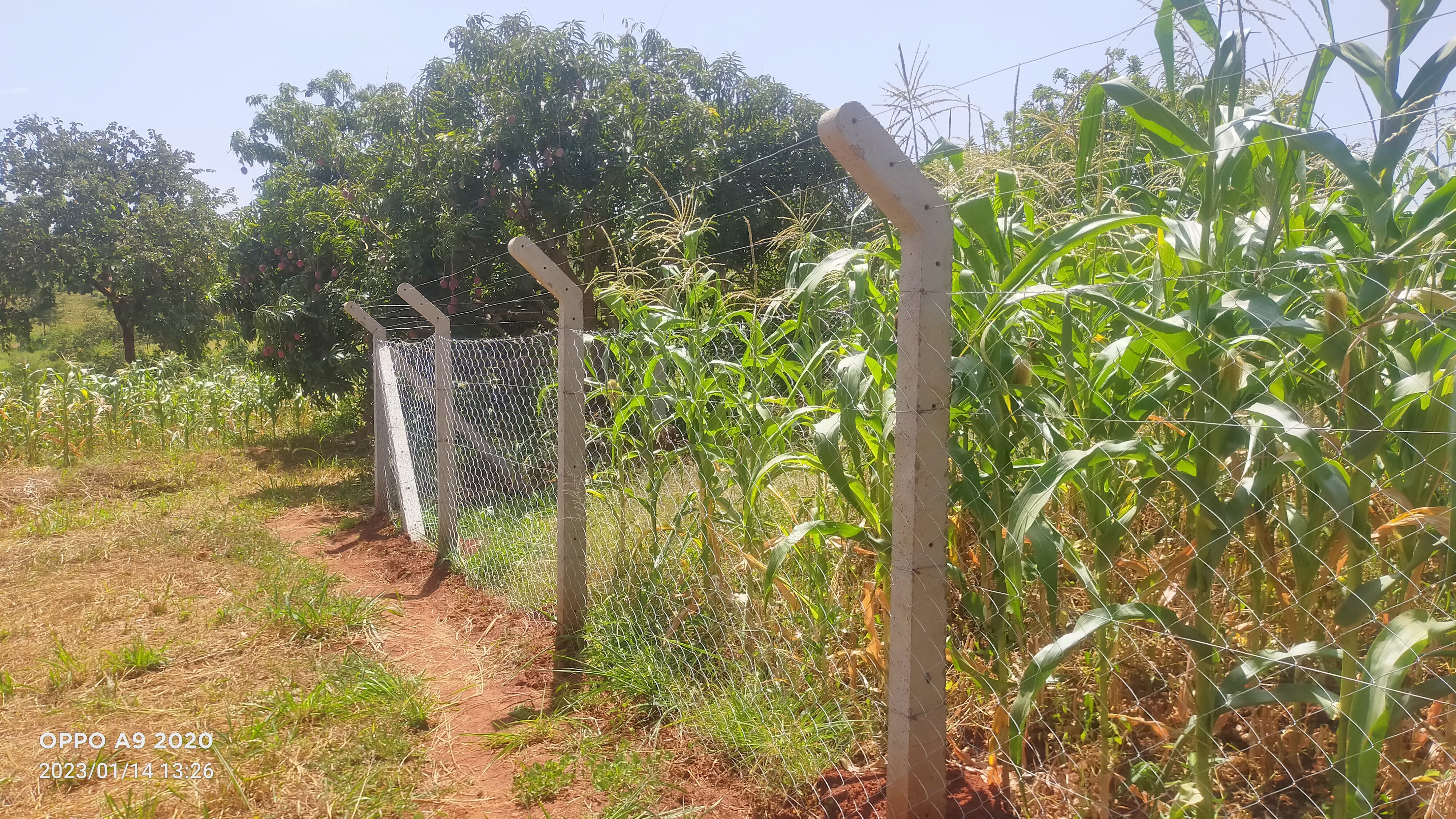 Kwa samaki plots