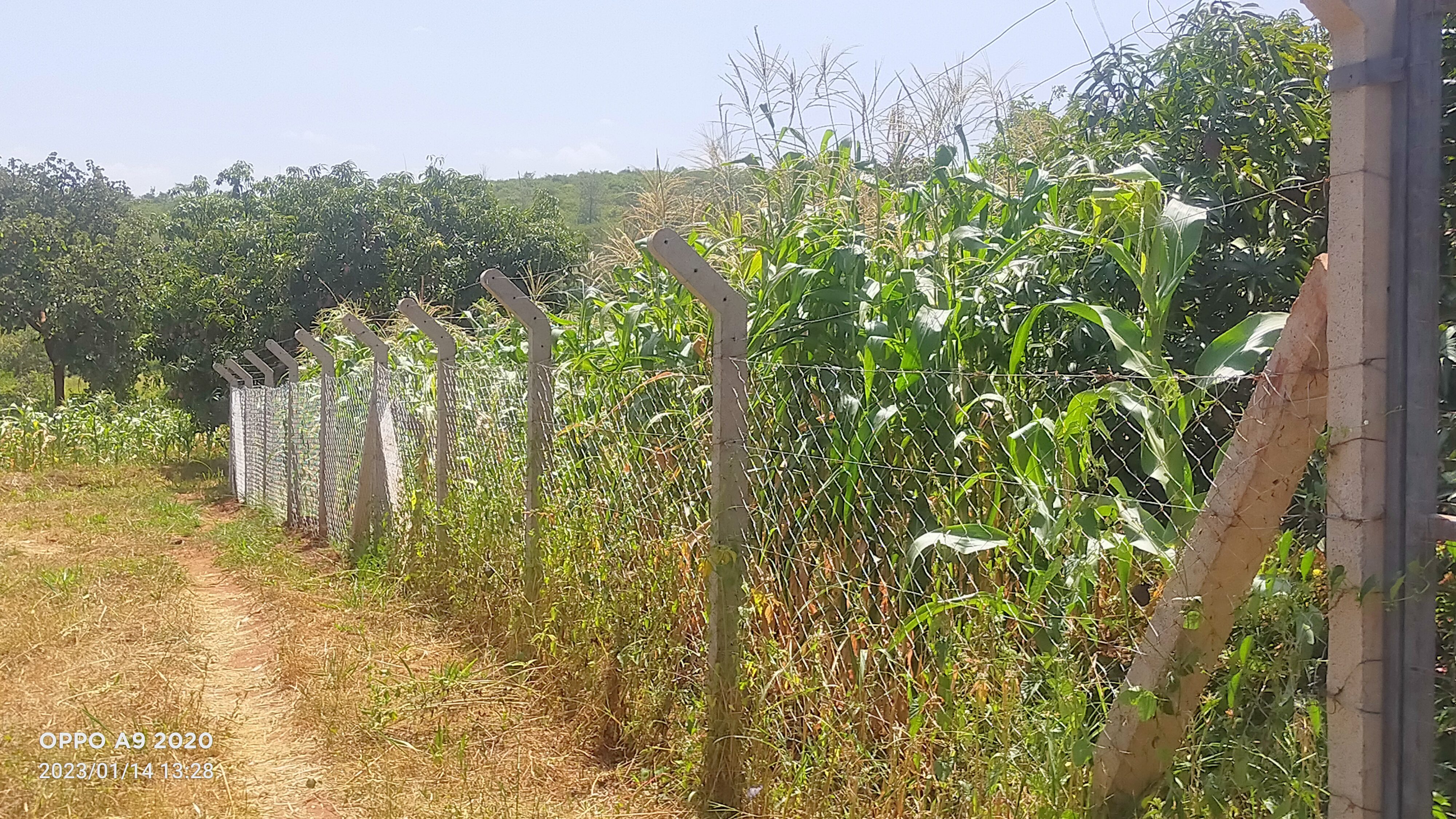 Kwa samaki plots