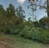 Real Estate Land For Sale-karen KCB 1