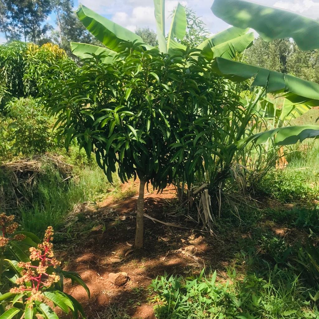 QUICK SALE 1 One Acre With a 3 Bedroom House Ready Clean Title Deed for sale in thika makongeni near MKU Graduation grounds