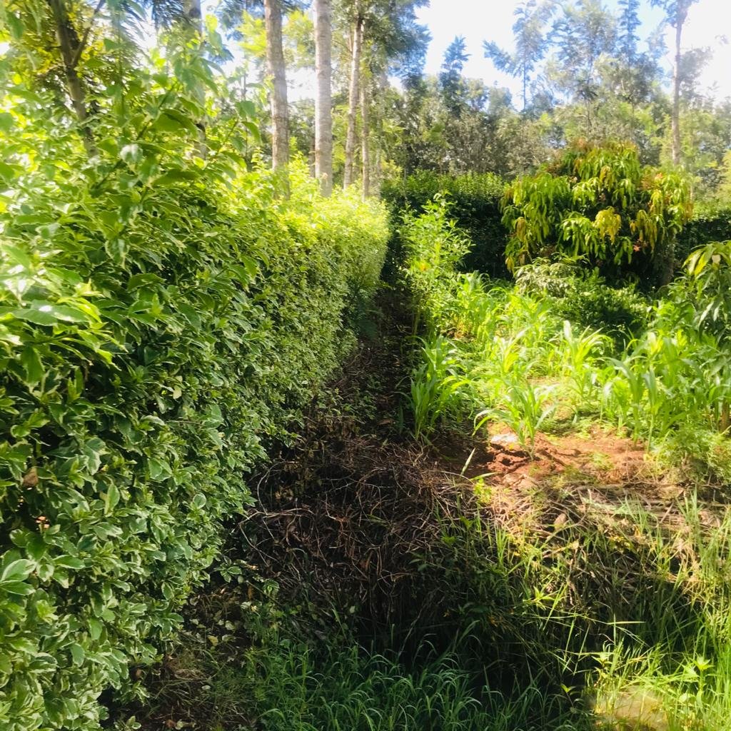 QUICK SALE 1 One Acre With a 3 Bedroom House Ready Clean Title Deed for sale in thika makongeni near MKU Graduation grounds